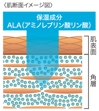 肌断面イメージ図